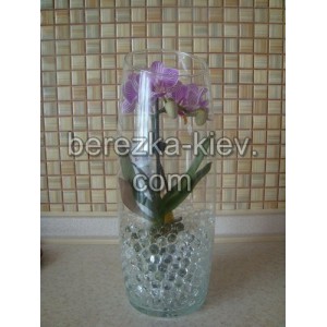 Мини орхидея фиолетово-белая